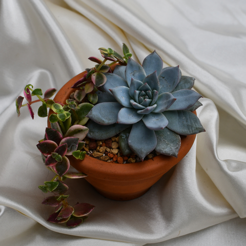 Arrangement de succulntes en pot de terre cuite