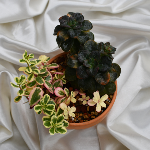 Arrangement de succulentes en pot de terre cuite