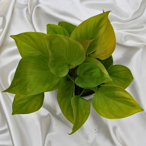 Homalomena 'Sunshine Gem' en pot décoratif