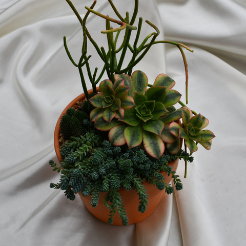 Arrangement de succulentes en pot de terre cuite