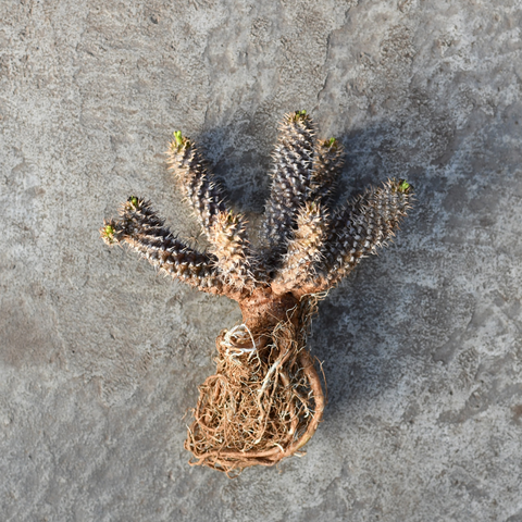 Euphorbia parvimedusae X milii