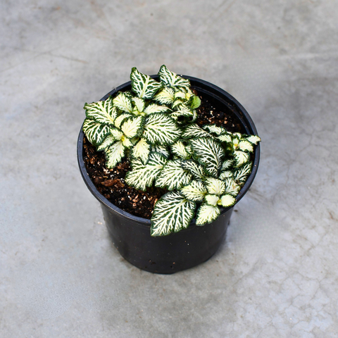 Fittonia 'Tiger'