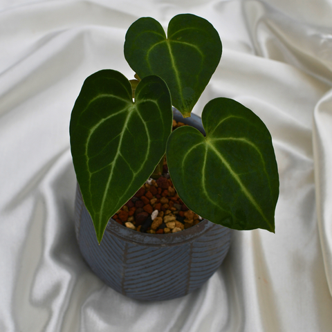 Anthurium clarinervium en pot décoratif