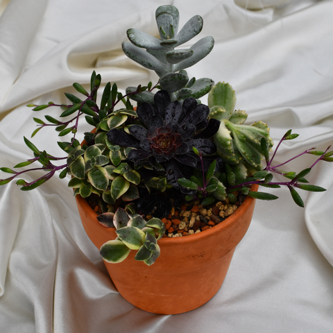 Arrangement de succulentes en pot de terre cuite