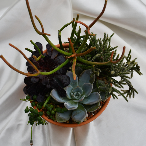 Arrangement de succulentes en pot de terre cuite