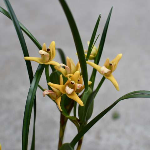 Maxilaria tenuifolia (Coconut orchid)