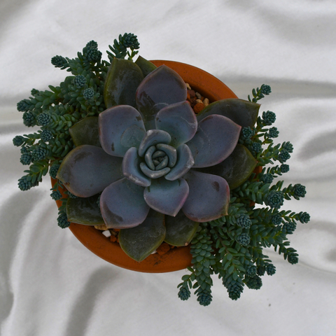 Arrangement de succulentes en pot de terre cuite