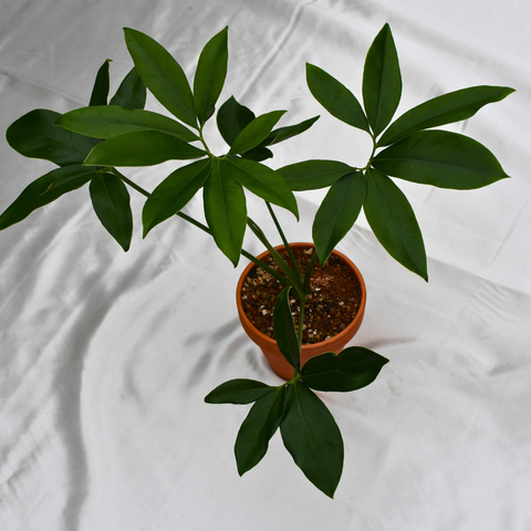 Philodendron goeldii en pot de terre cuite