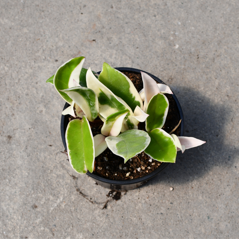 Hoya carnosa cv. 'Krimson Queen' 