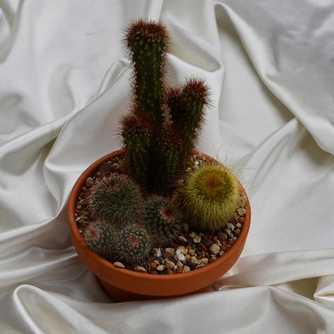 Arrangement de cactus en pot de terre cuite