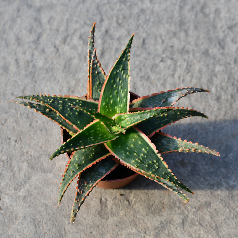 Aloe cv. Christmas carol