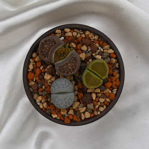 Lithops en pot décoratif