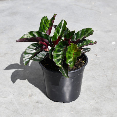 Calathea gandersii