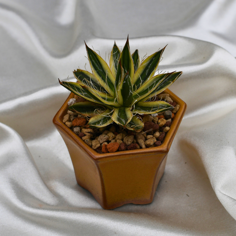 Agave schidigera 'Royal Flush' en pot décoratif