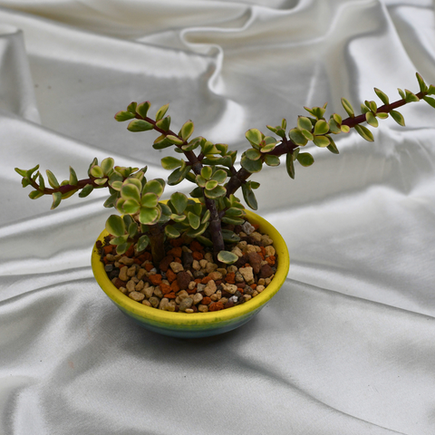 Portulacaria afra f. variegata en pot décoratif