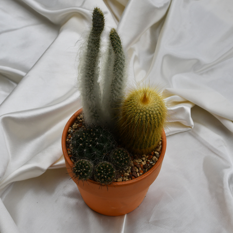 Arrangement de cactus en pot de terre cuite