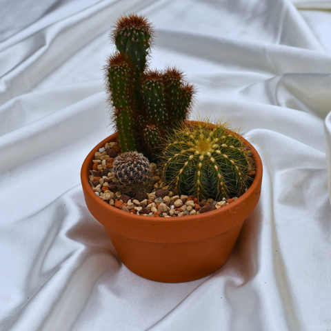 Arrangement de cactus en pot de terre cuite