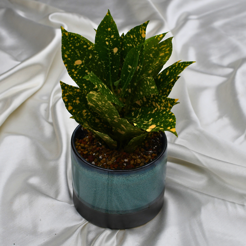 Codiaeum variegatum 'Gold Dust' en pot décoratif