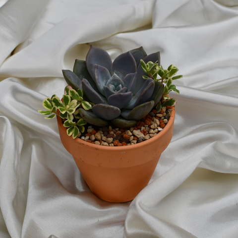 Arrangement de succulente en pot terre cuite
