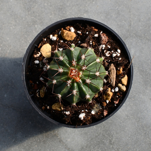Melocactus caesius