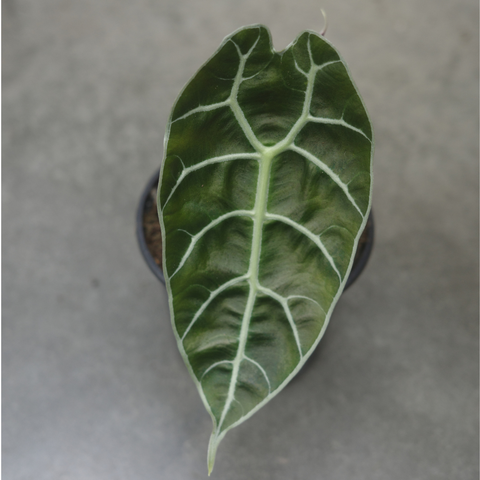 Alocasia watsoniana
