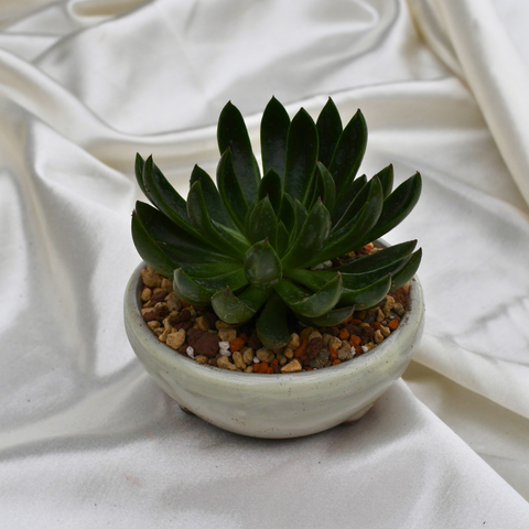 Echeveria 'Arco' en pot décoratif