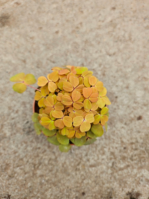 Oxalis spiralis 'Aurea