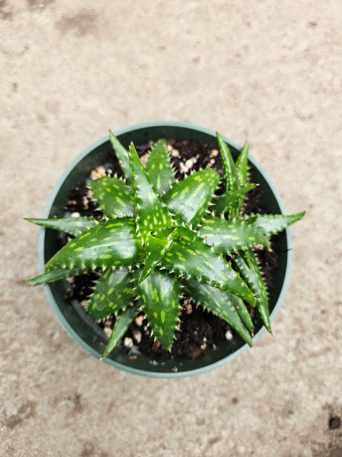 Aloe jucunda 