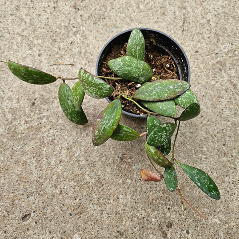 Hoya sigillatis 'Round Leaf