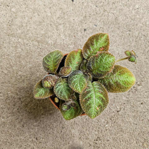 Episcia 'Chocolate soldier' 