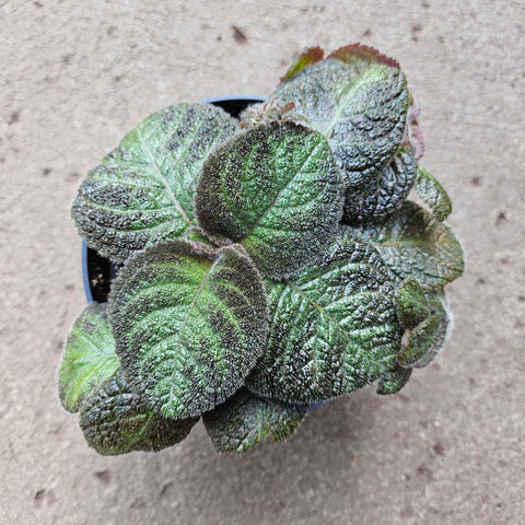 Episcia cupreata