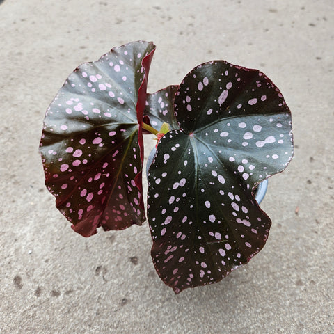 Begonia 'Crackling Rosey'