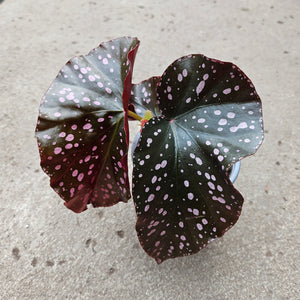Open image in slideshow, Begonia 'Crackling Rosey
