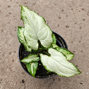 Open image in slideshow, Syngonium 'Holly
