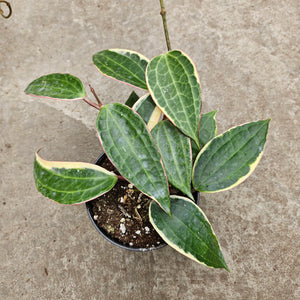 Ouvrir l&#39;image dans le diaporama, Hoya latifolia f. albomarginata

