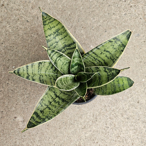 sansevieria white owl Sansevieria 'Night Owl' – Serres Lavoie
