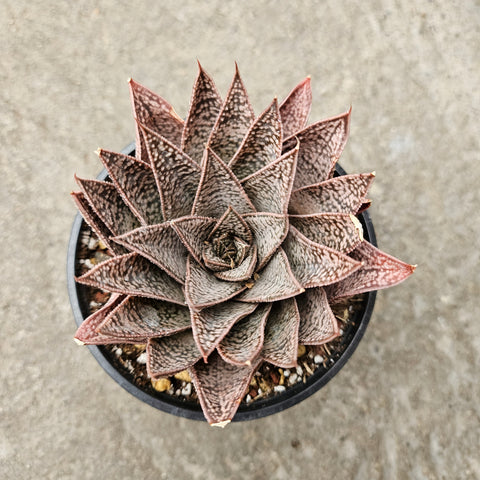 gasteraloe succulents Gasteraloe 'D Tiga' – Serres Lavoie