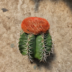 Melocactus matanzanus