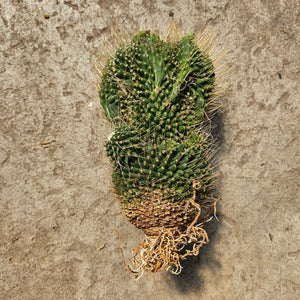 Ouvrir l&#39;image dans le diaporama, Mammillaria spinosissima un pico f. monstruosa
