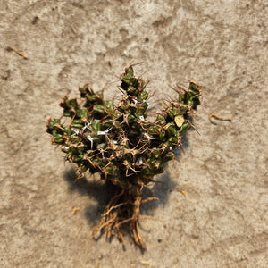 Ouvrir l&#39;image dans le diaporama, Euphorbia Lenewtonii
