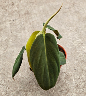 Ouvrir l&#39;image dans le diaporama, Philodendron gigas
