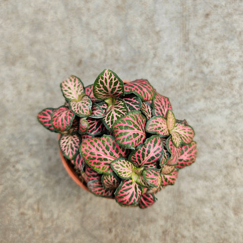 Fittonia albivenis 'Pink'
