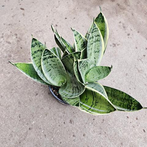 sansevieria white owl Sansevieria 'Night Owl' – Serres Lavoie