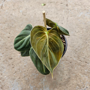 Open image in slideshow, Philodendron melanochrysum
