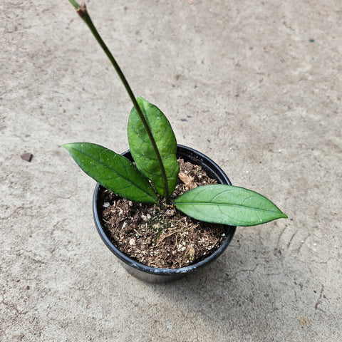 Hoya Crassipetiolata 
