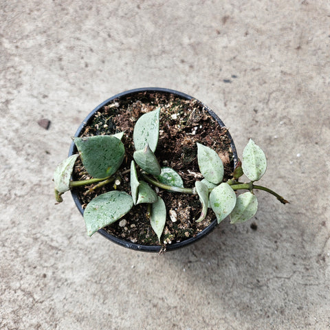 Hoya lacunosa 'Mint