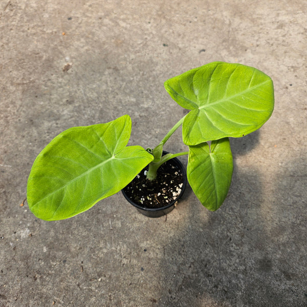 lime zinger elephant ear plant Xanthosoma aurea 'Lime Zinger' – Serres Lavoie
