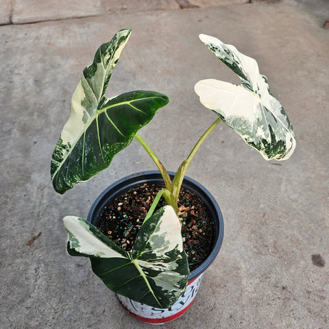 Alocasia 'Frydek' f. variegata