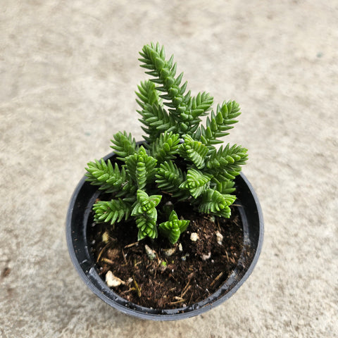 Crassula muscosa 