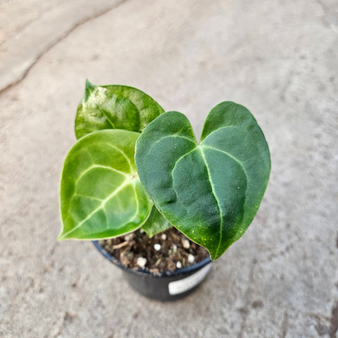 Anthurium clarinervium